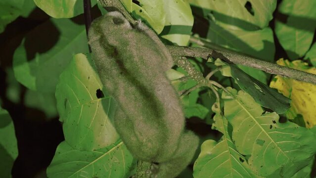  Nycticebus coucang or Sumatran slow lorise, moves slowly between tree branches at night.