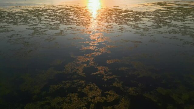 Aerial close view of a lagoon with sea lettuces on it in Inciralti City Forest, Izmir. Mountains and city view at the background. High quality 4k footage