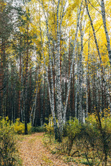 Fototapeta premium Autumn forest with yellow birches and pines