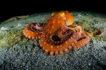 polpo, polipo