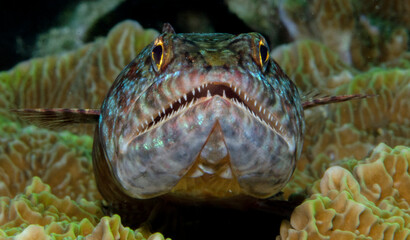 Pesce lucertola © giorgiocavallaro