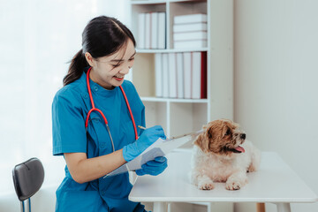Beautiful Asian female veterinarian doing a health check on a dog, caring doctor at the veterinary clinic
​ - obrazy, fototapety, plakaty