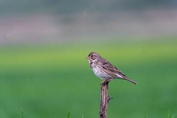 Corn bunting.Emberiza calandra. Brown  Sparrow on the tree branch,