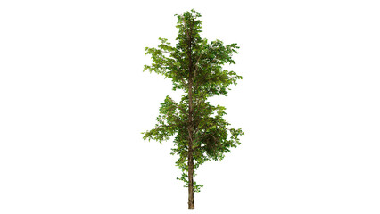single tree on transparent picture background with clipping path, on isolated background, alpha png