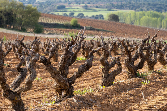 Landscape with vineyards in spring in the designation of origin area of Ribera del Duero wines in Spain