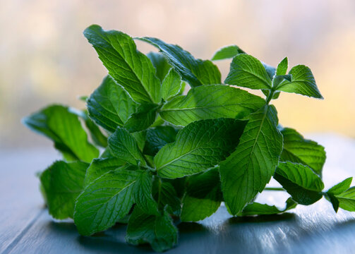 Fresh mint leaves