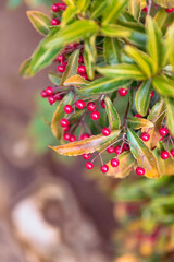 Close-up leaves and berrries of Nandina domestica plant 