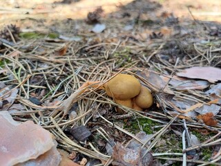 Podgrzybek Brunatny © Joanna