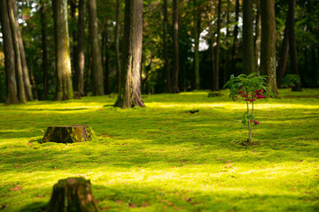 Berrries of Nandina domestica plant on bright green grass under trees with warm light 