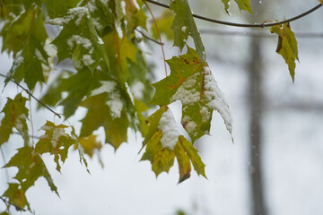 Tree branches with green leaves covered in first snow.
