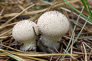 mushrooms in the forest