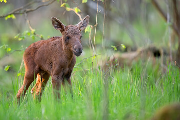 Young moose in the forest in the wild
