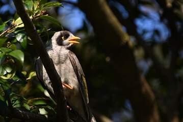 Sunlit noisy miner bird perched high up in a tree, its beak open