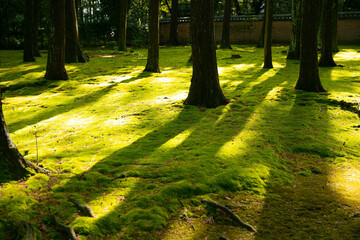 Light green grass under trees with warm light