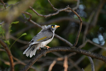 Side view of a noisy miner bird perched high up in a shady tree
