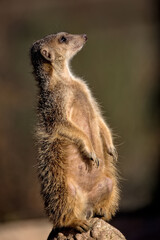 Meerkat in a clearing

