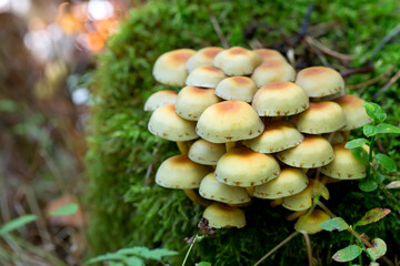 Fototapeta premium Yellow mushrooms in the forest