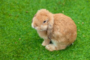 Cute Bunny domestic exotic pet, French Lop baby Rabbit single sitting on green grass field with copy space for text.