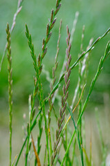Perennial Rye Grass, Lolium perenne