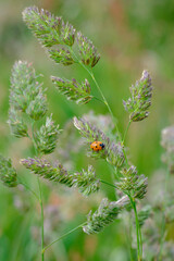 Cocksfoot, Dactylis glomerata, with Coccinella septempunctata, the seven-spot ladybird