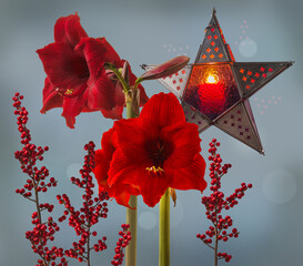Dark-red Hippeastrum (amaryllis)  'Arabian night' and branch of Ilex aquifolium on  background vintage lantern star with candle  (mass produced product)