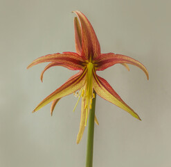 Hippeastrum (amaryllis) La Paz  on gray background isolated