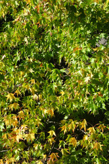 Complete picture of the liquidambar tree - natural background