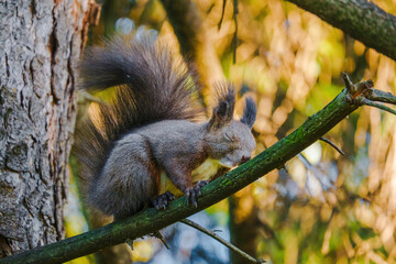 cute young squirrel portrait on tree at park, wildlife