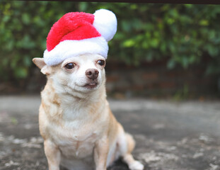 brown  short hair Chihuahua dog wearing Santa Claus hat sitting on  in the garden. Christmas and New year celebration.