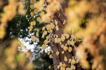 Beutiful autumnal tree - 676290519