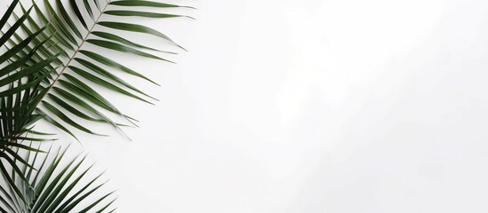Fototapeta na wymiar Minimalistic background palm leaf banner. Exotic beauty creative tropic branch. Generate Ai