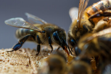 Worker bee collecting nectar, closeup. Beekeeping in countryside