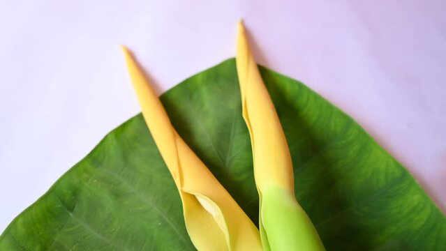 Colocasia flower. Its other names elephant ear, cocoyam, large leaved genera, Araceae, Xanthosoma&nbsp;and&nbsp;Caladium.  Arbi flower.
