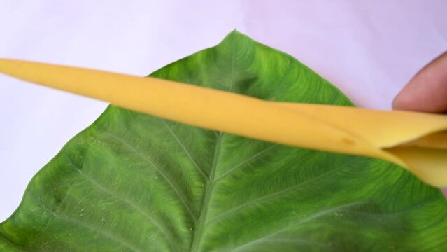 Colocasia flower. Its other names elephant ear, cocoyam, large leaved genera, Araceae, Xanthosoma&nbsp;and&nbsp;Caladium.  Arbi flower.