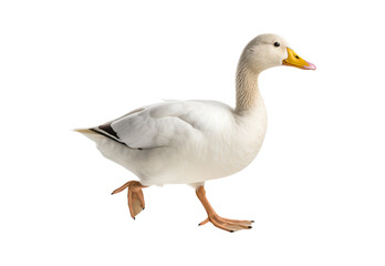 white goose isolated on white