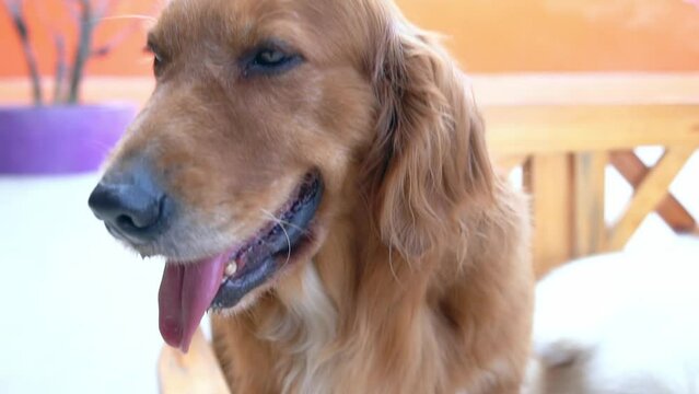 The Golden Retriever in domesticated pet is a medium sized dog. Belonging to the active, playful dog family, they are very loyal and intelligent also known as hunting dogs or retrievers.