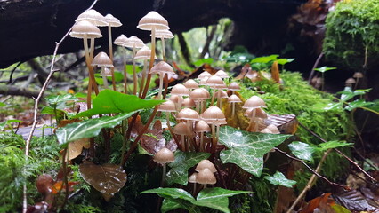White Mushroom.  Group of delicate mushrooms on green moss. Nature environment, natural light.