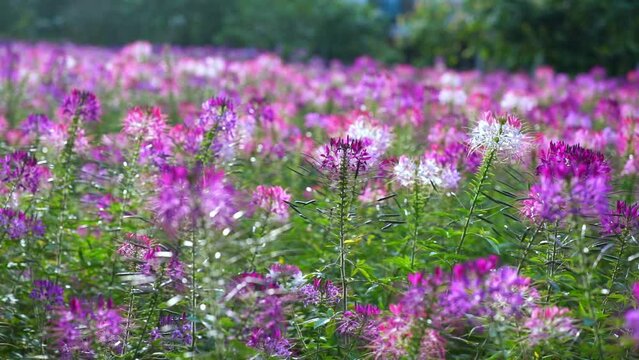 Cleome spinosa flower field blooms brilliantly in eco-tourism area. Flowers are used to decorate corridors, garden spaces and create fresh air for the environment