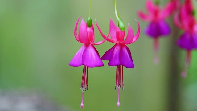 Fuchsia flowers bloom in the sunshine like beautiful little lanterns lighting the garden. Flower originating from South America and New Zealand