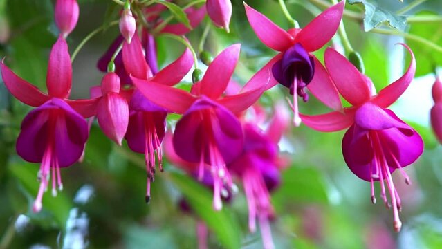 Fuchsia flowers bloom in the sunshine like beautiful little lanterns lighting the garden. Flower originating from South America and New Zealand
