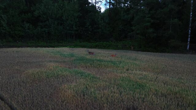 Aerial view orbiting a herd of white-tailed deers standing on evening fields