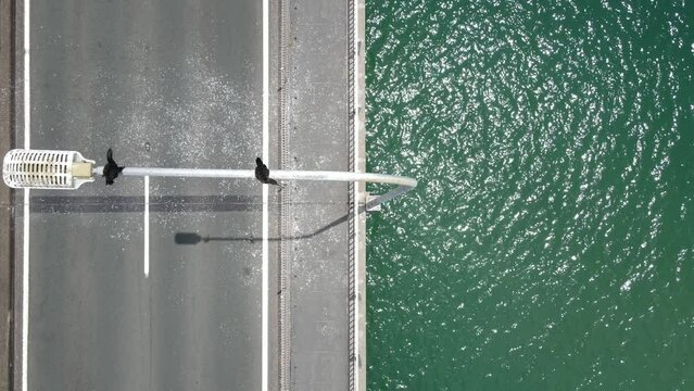 Two resting sea birds take flight from an overhanging street light above a urban city bridge. High view