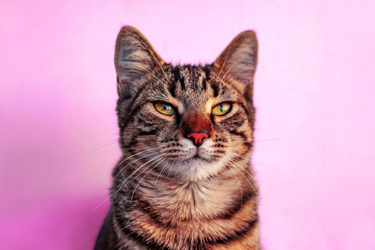 cute tabby cat on pink background, furry feline close-up.