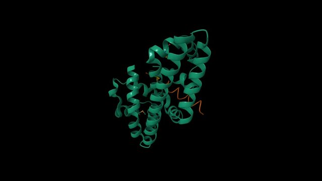 Structure of the Helicobacter pylori CagA oncogene (green) bound to the human tumor suppressor apoptosis-stimulating protein of p53. Animated 3D cartoon and Gaussian surface models, PDB 4irv