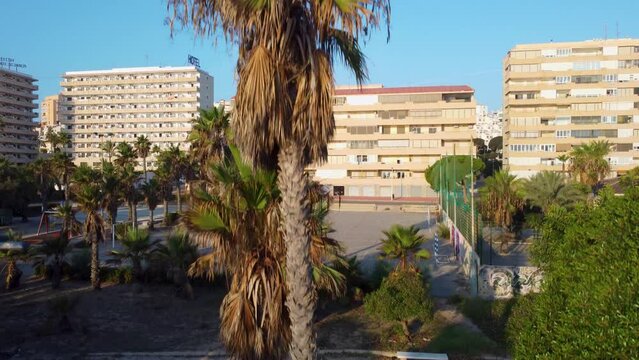 Ascending tilt shot of drone moving up palm tree and revealing park and sports ground at Cabo Cervera, Torrevieja during beautiful morning light