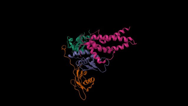 Structure of Von Hippel-Lindau disease tumor suppressor (VHL, green)-transcription elongation factor B (EloB, brown, blue)-Cullin 2 (Cul2, purple). 3D cartoon and Gaussian surface models, PDB 4wqo