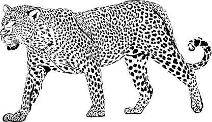 leopard vector illustration