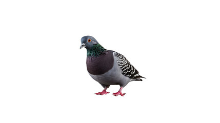 urban city pigeon isolated on white