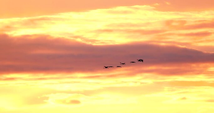 Birds Migration. Flock Of Common Cranes Or Eurasian Cranes Fly In Sunny Sunset Sunrise Sky. Common Crane Or Grus Grus. Nesting Cranes, Nest. Europe. Yellow orange pink violet purple Colors, Dark Birds