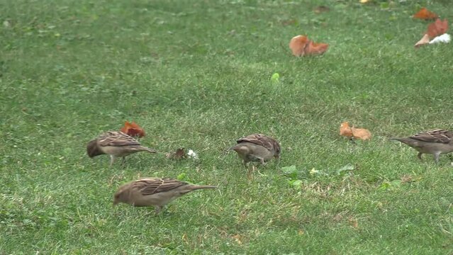Sparrows in the meadow - Italy